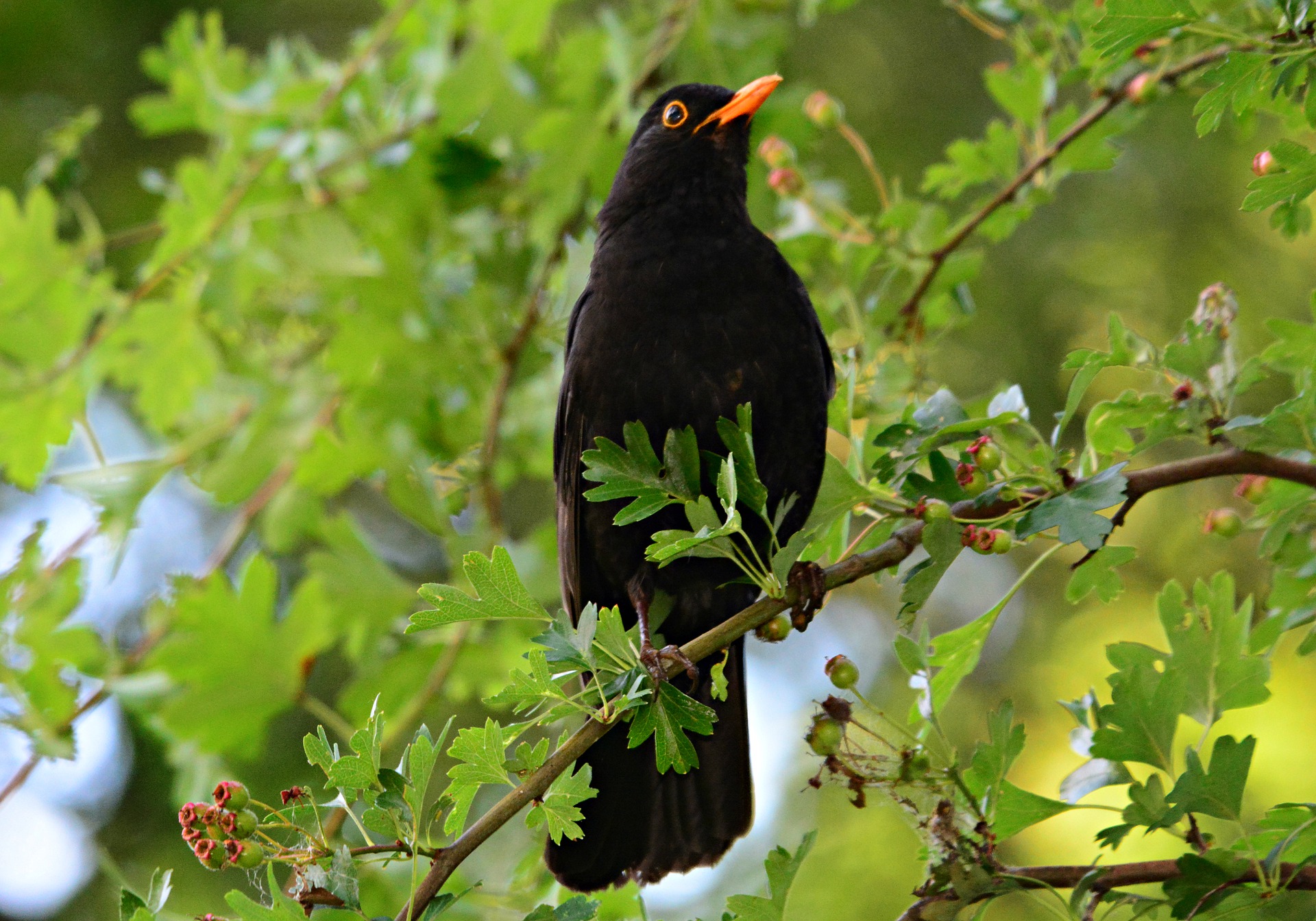 https://pixabay.com/photos/blackbird-songbird-animal-beak-4265545/