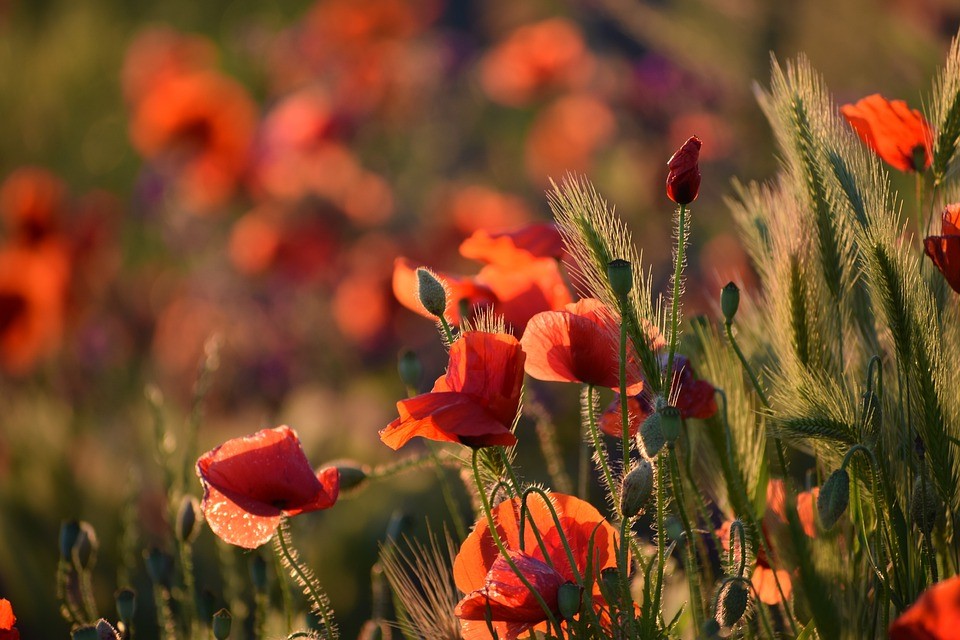 https://pixabay.com/photos/red-poppy-evening-sunset-bloom-4247574/